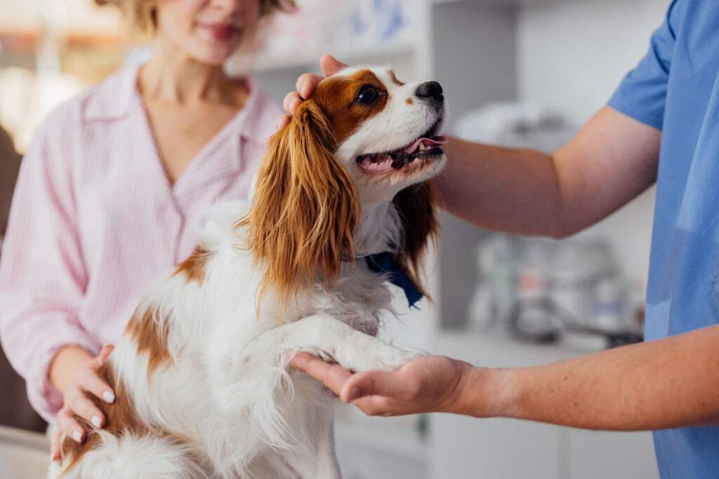 Vet Checkup Before You Spay Your Dog. Cavalier King Charles Spaniel being examined by a veterinarian while owner watches closely in a clinic.