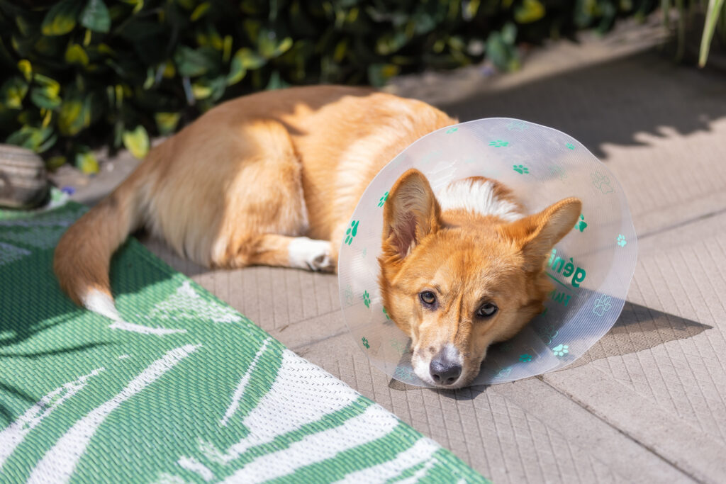 Spay Your Dog. Adorable Pembroke Welsh Corgi puppy laying outside wearing the cone of shame after getting spayed.