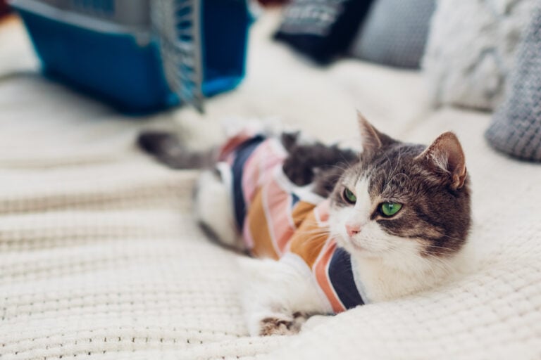 Domestic white and grey cat wearing bandage after sterilization lying on couch by carrier at home. Pet recovers after surgery, spay your cat