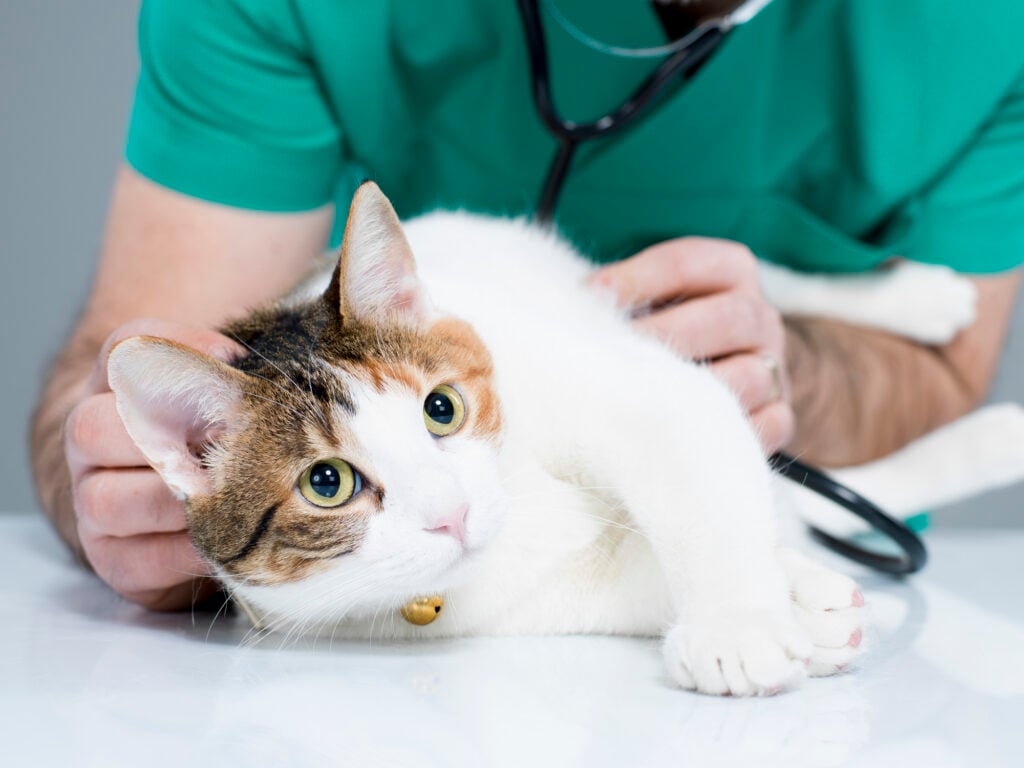 Spay your cat vet visit