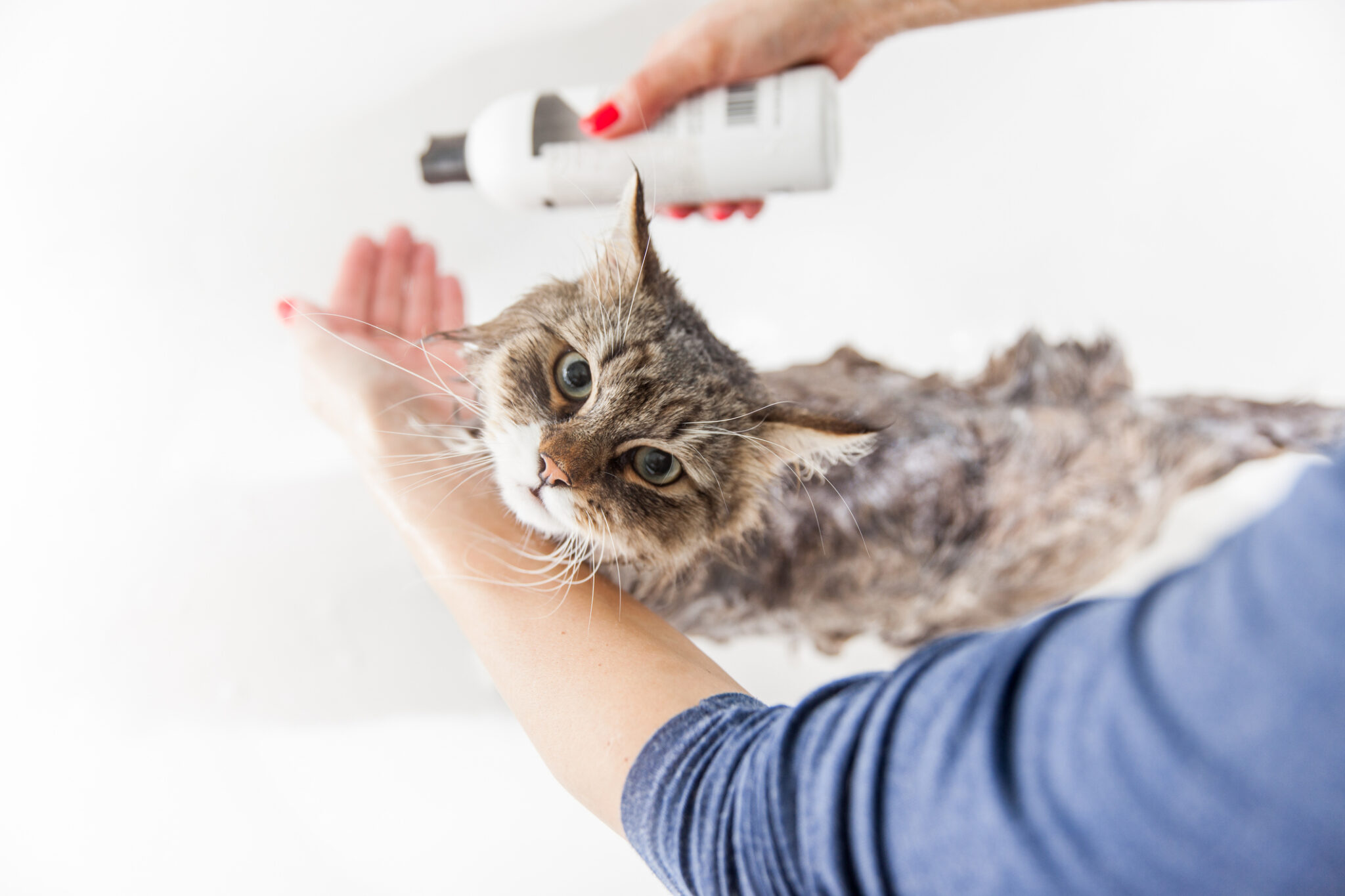 Photo inspiration: Visual Reference: How Do I Know If My Cat Has An Allergy