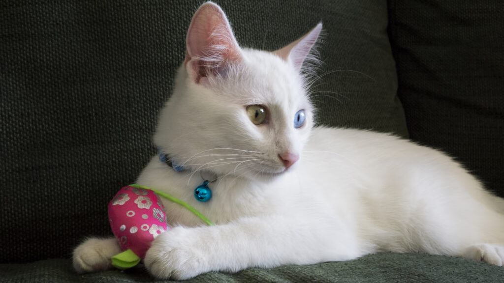 Turkish Van Cat Health Problems: Essential Care Tips