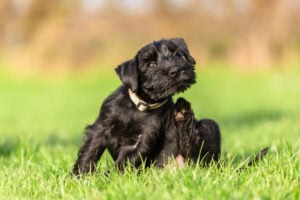 standard schnauzer puppy sits on the meadow and scratches himself behind the ear, dog itching outside in grass