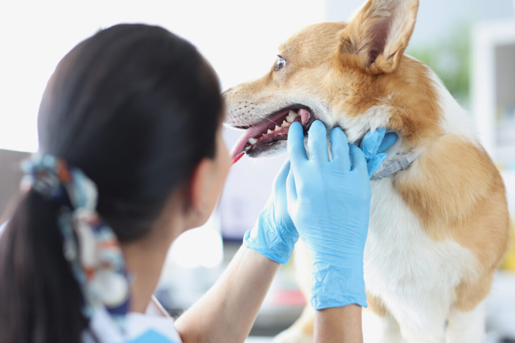 Does your dog’s breath stink? Routine Vet Visits to Check up on your dog's dental needs