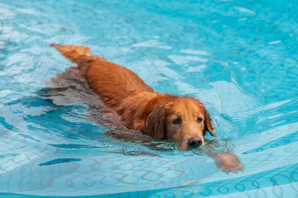dog breeds that are good swimmers like this Golden Retriever swimming in the pool