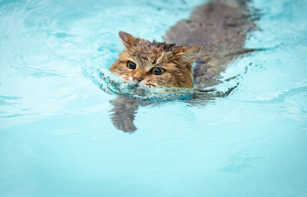 cat breeds that like water - Siberian Cat Swimming