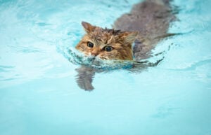 cat breeds that like water - Siberian Cat Swimming