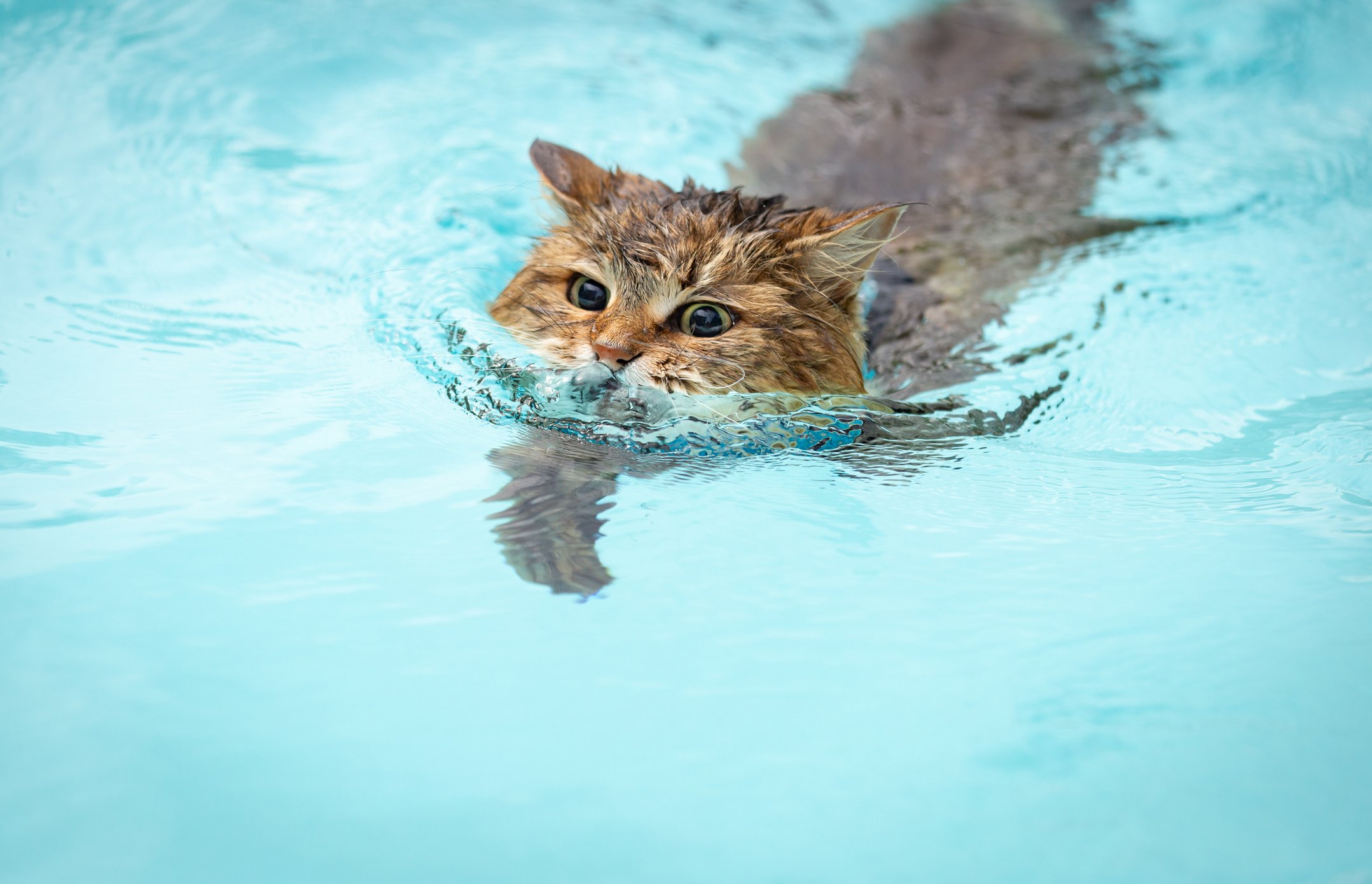 Read more about the article Cat Breeds That Like Water: Surprising Swimmers in the Feline World