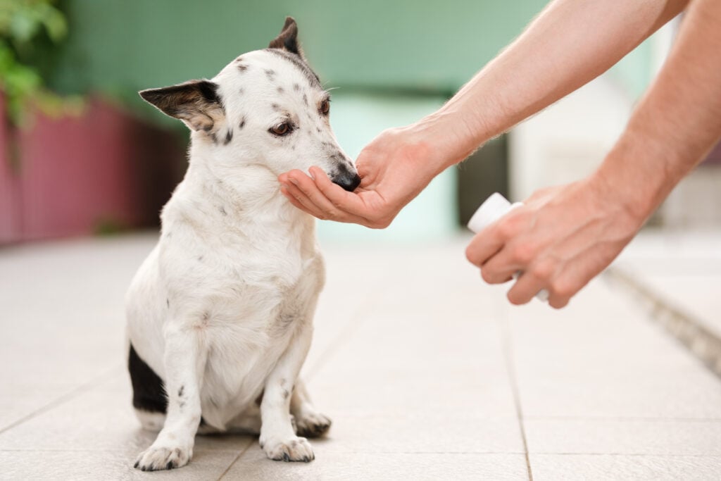 Man's hand giving cute small black and white dog medicine, pills for dog itching