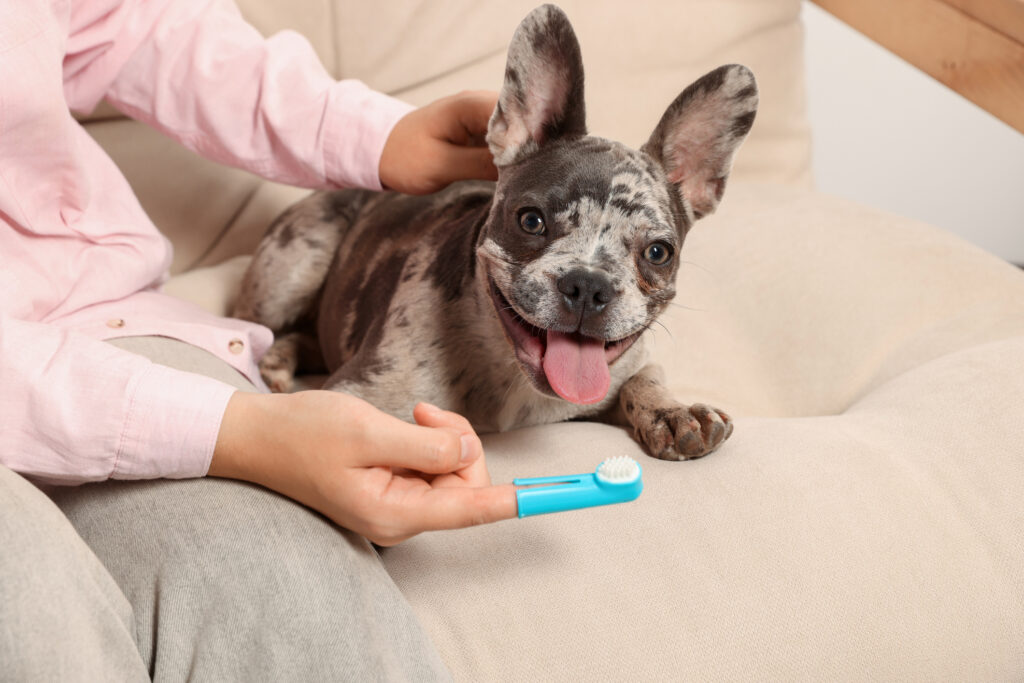Woman with finger toothbrush near dog on sofa at home, closeup