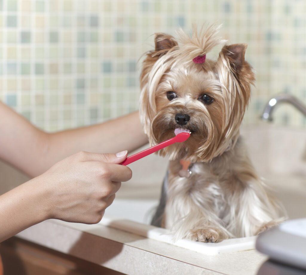 Does your dog’s breath stink Brushing a yorkie's teeth.