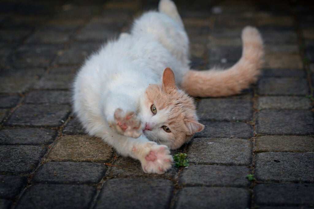 The Turkish Van (pronounced Von) is a naturally occurring breed of domestic cat that originated in the Lake Van area of modern-day Turkey, part of Armenian Highlands