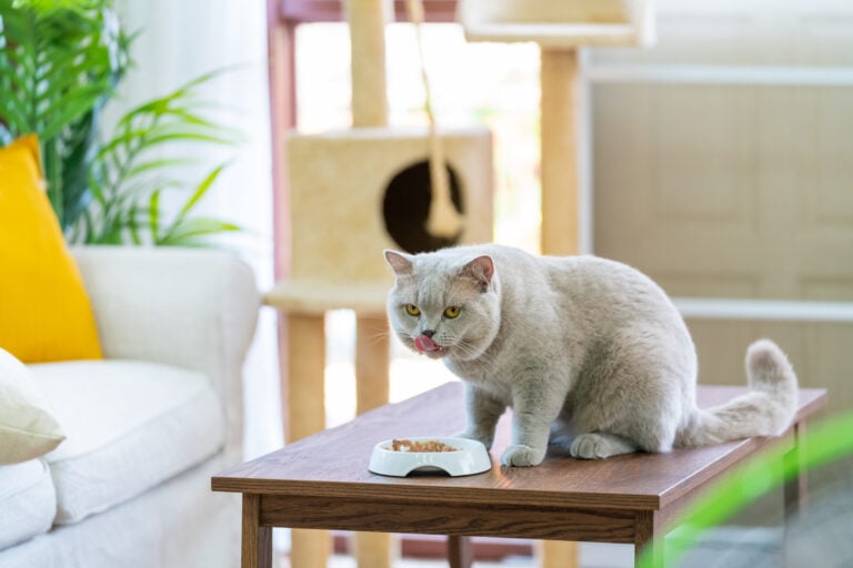 Happy Male lilac gray color British Shorthair indoor cat eating cat food in living room. cat groom after eating. Adorable domestic feline British breed pet cat relax and enjoy living with human owner family at home.