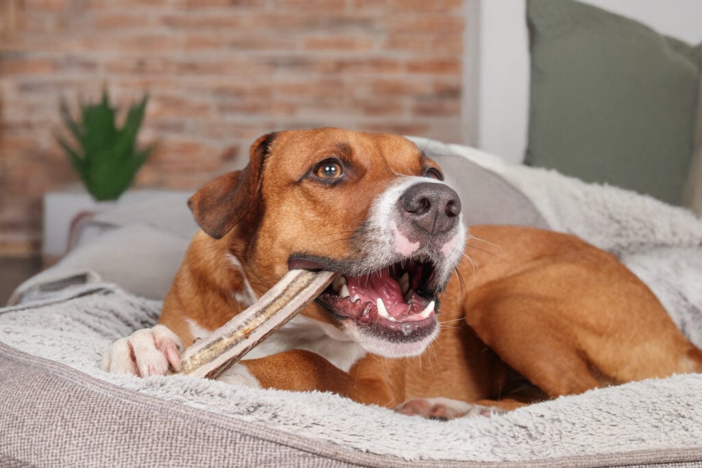 Puppy dog chewing on deer antler. Dental health for dogs. Dangerous chew bones. Stuffed deer antler chew stick. 2 year old female Harrier mix dog. Selective focus.