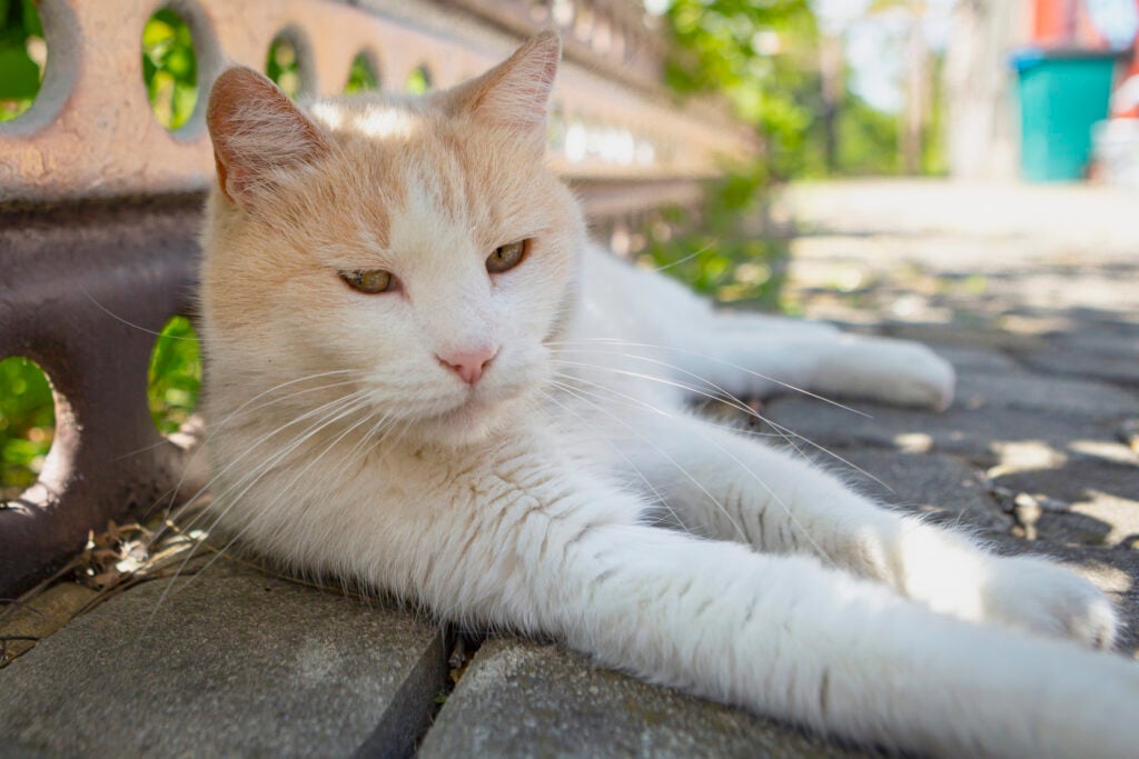The Turkish Van Cat Breed (pronounced Von) is a naturally occurring breed of domestic cat that originated in the Lake Van area of modern-day Turkey, part of Armenian Highlands