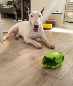 Bull terrier dog and chewed rugby rubber dog toy on wooden background - Get long-lasting chews for dogs who chew fast