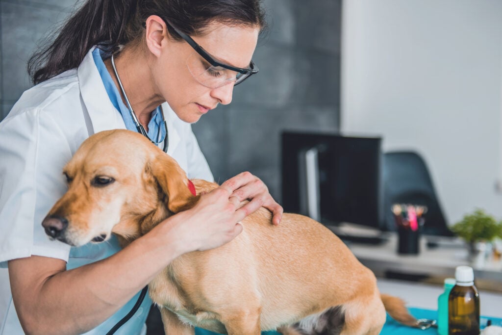 oung female veterinarian picking a tick on dog fur at the veterinarian clinic to help with dog itching