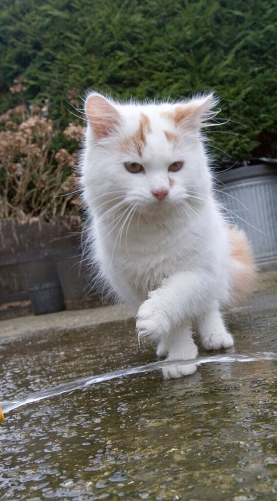Turkish van white fluffy cat playing with water