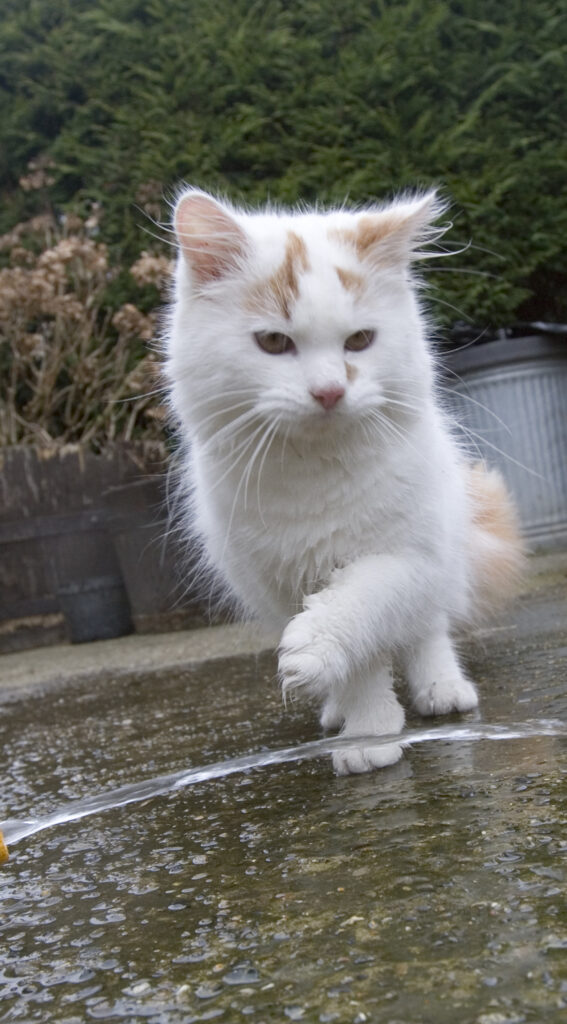 Cat Breeds Turkish Van: The Alluring Water-Loving Feline
