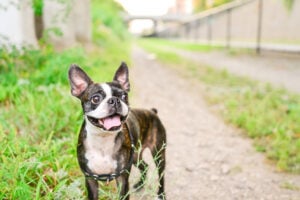 A black and white Boston Terrier with brindle and big ears. Boston Terrier care