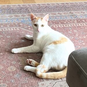 turkish van cat breed