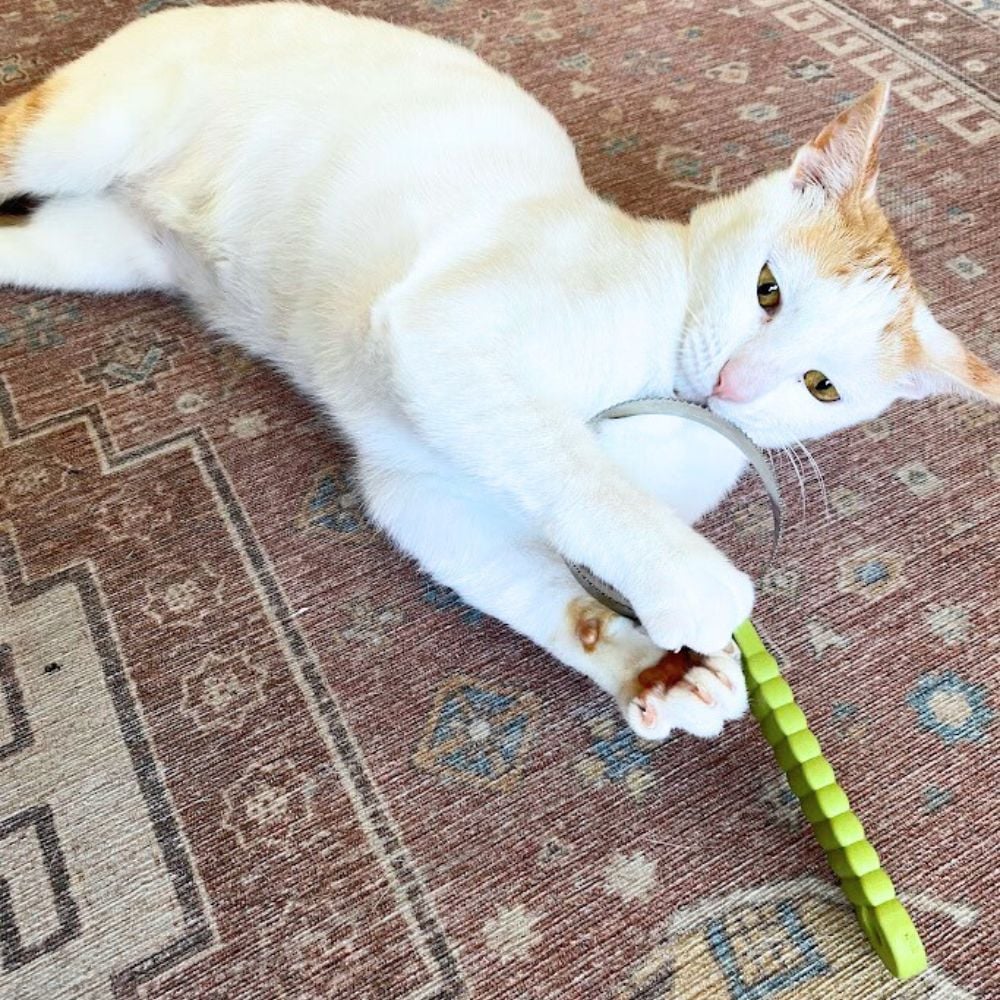 turkish van cat breed 