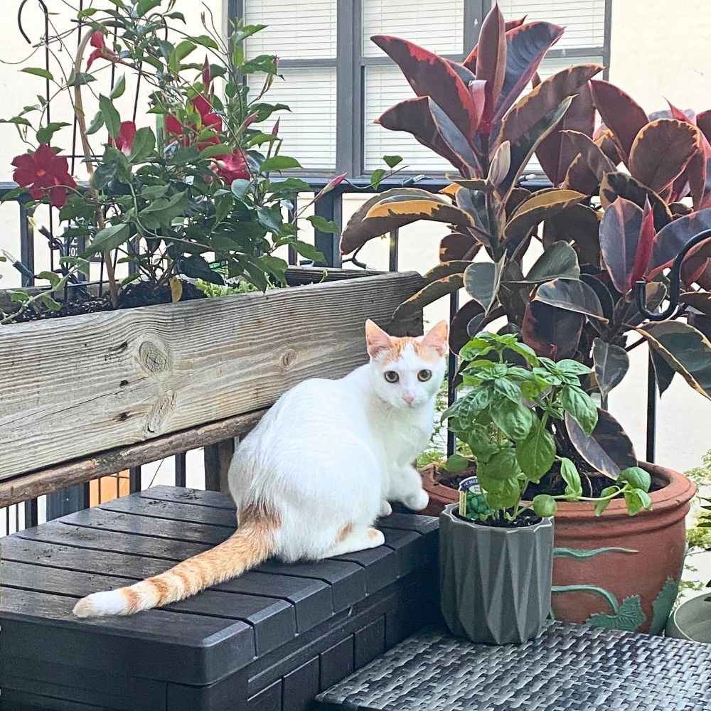 turkish van cat breed 
