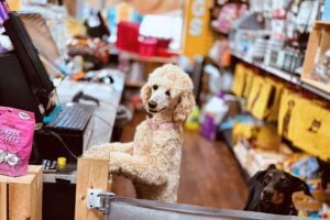 Dog Behind the Counter at Hollywood Feed because Your Pet Means Everything to You!