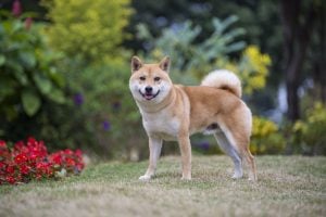 Shiba Inu care guide, playing in the park grass