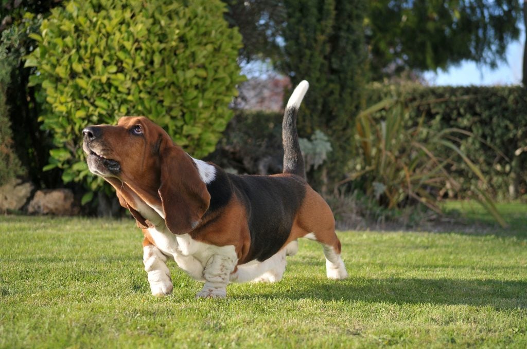 Basset Hound purebred dog on the grass