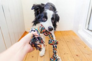A quick tug o war is the perfect pet playtime tip to keep your furry friend happy! Funny portrait of cute smilling puppy dog border collie holding colourful rope toy in mouth. New lovely member of family little dog at home playing with owner.