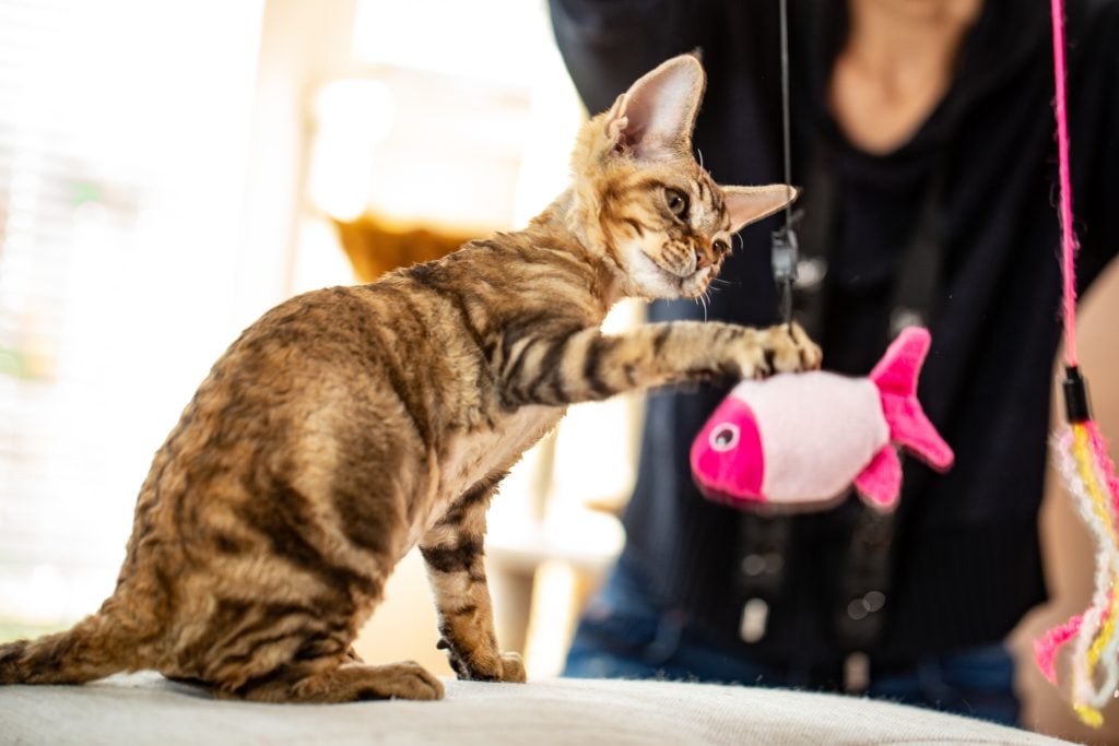 Playful Kitten Catching a Hanging Fish Pet Toy.