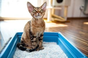 Choosing the best kitty litter for cats. Obedient Devon Rex Cat Sitting in Litter Box in Living Room
