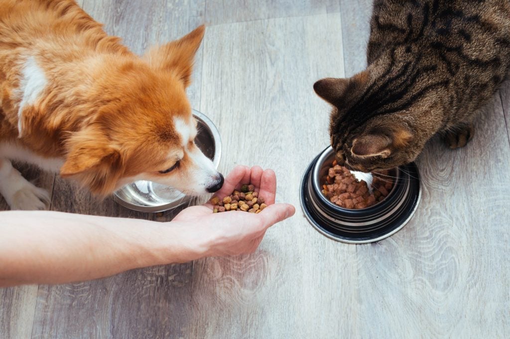 Grain-free vs. grain-inclusive pet food, owner pours dry food to the cat and dog in the kitchen. Master's hand. Close-up. Concept dry food for animals