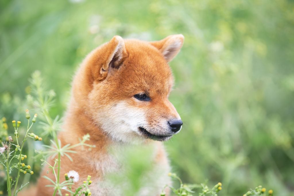 Profile Portrait of beautiful and happy red shiba inu puppy sitting in the green grass and flowers in summer. Cute and funny japanese red dog posing in the meadow.