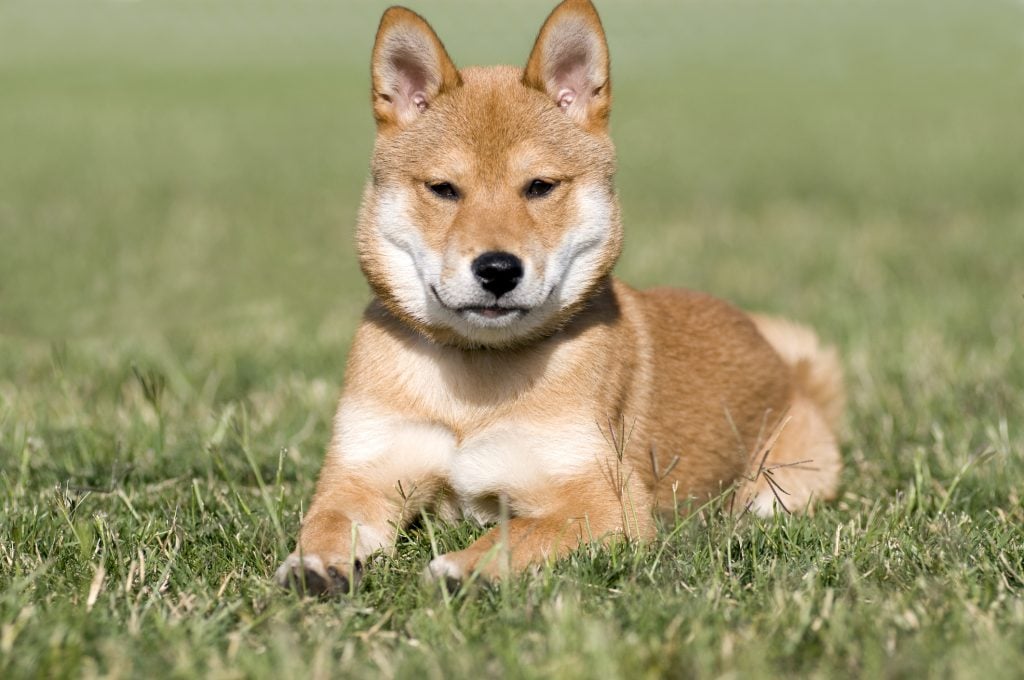 Shiba Inu care guide, A 4 month old red Shiba Inu, Spitz Family, puppy sits in the grass and stares at the camera.