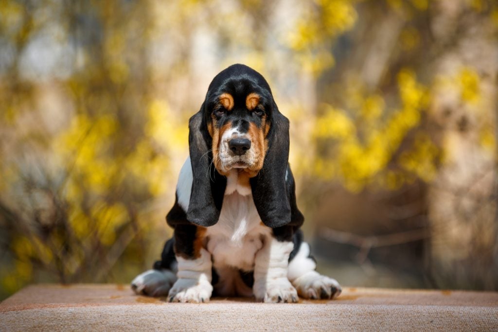 Cute basset hound puppy with fall on background