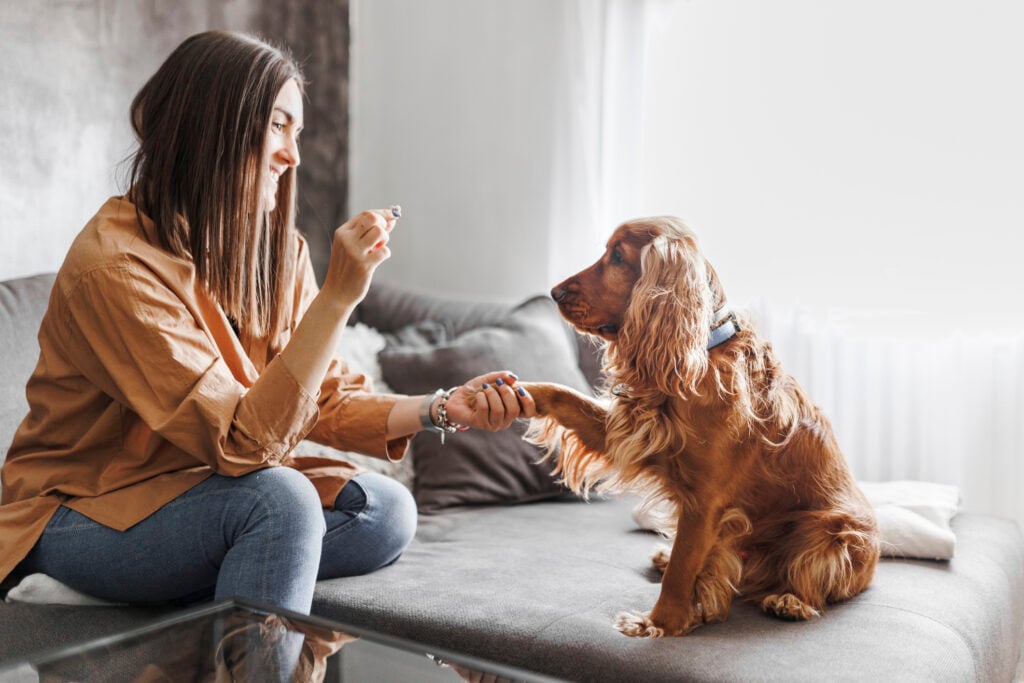 A beautiful young woman is giving training treats to her dog