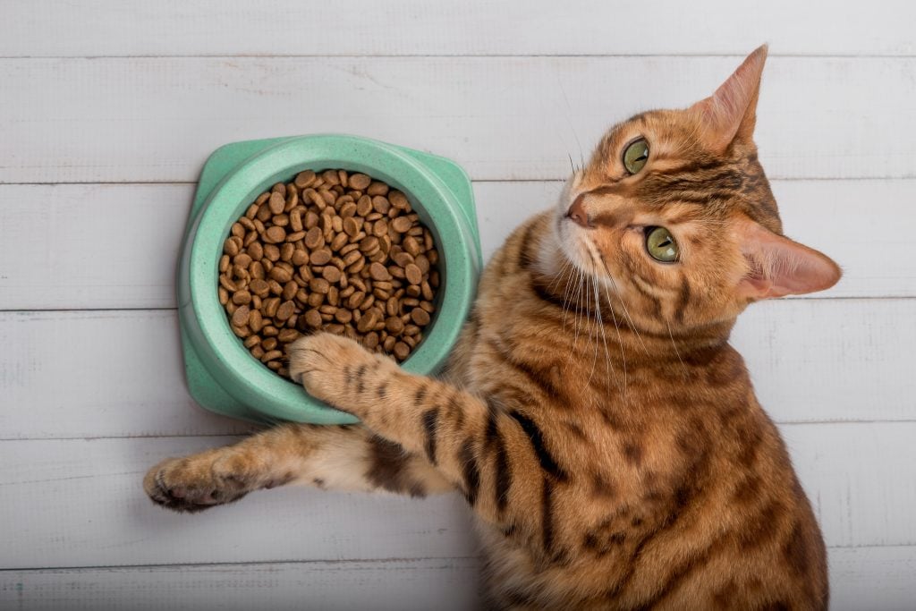 Bengal cat on the floor next to cat food. View from above.