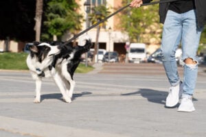 Training Tips and Tools young Border Collie dog walking through the streets in an urban environment with his owner. He is chewing on the leash and pulls on it.