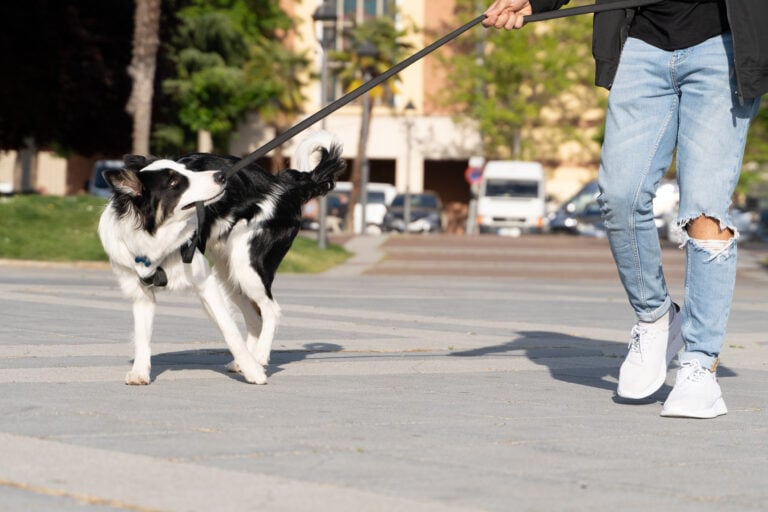 Training Tips and Tools young Border Collie dog walking through the streets in an urban environment with his owner. He is chewing on the leash and pulls on it.