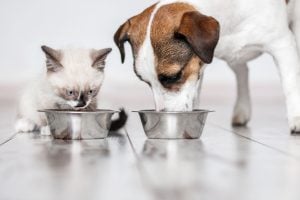 Grain-Free vs. Grain-Inclusive Pet Food, Dog and cat eating food from dish