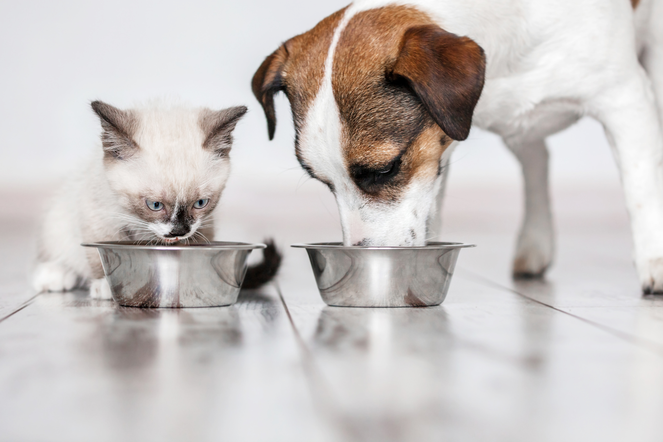 Read more about the article Grain-Free vs. Grain-Inclusive Pet Food: Choosing the Right Diet for Your Dog or Cat