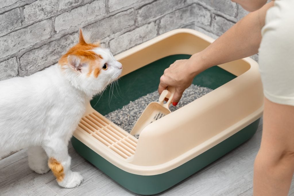 woman cleaning cat litter box with dustpan. cleaning the cat litter box. a cat watches a person cleaning the litter box