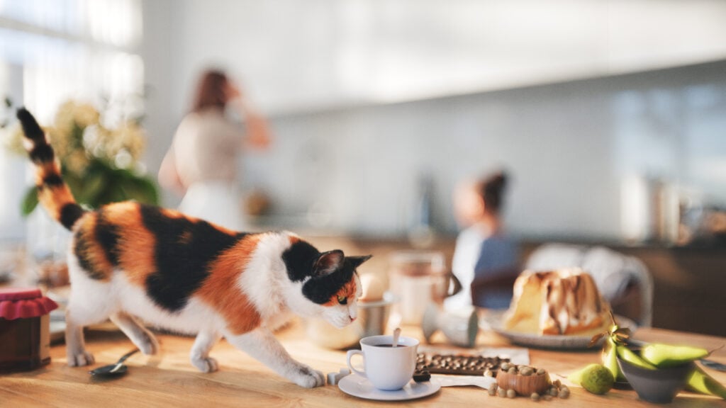 Cat walking on the dining table and sniffing food (cgi, all objects in the scene are 3D)