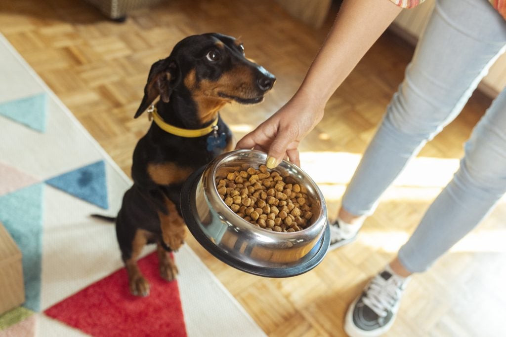Unrecognizable woman serves food to her cute dog in a stainless steel pet food bowl