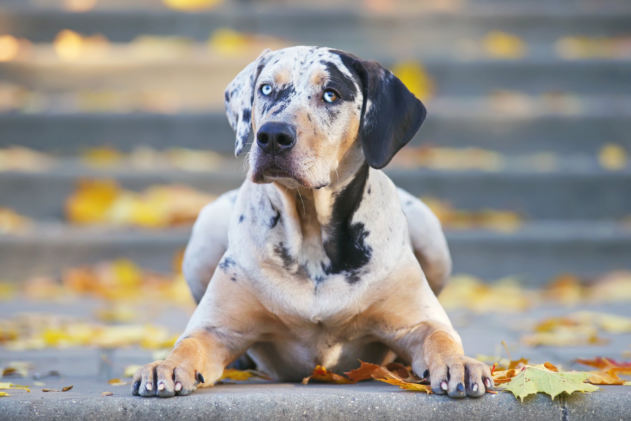 Read more about the article Meet the Louisiana Catahoula Leopard Dog: A Bold and Loyal Companion