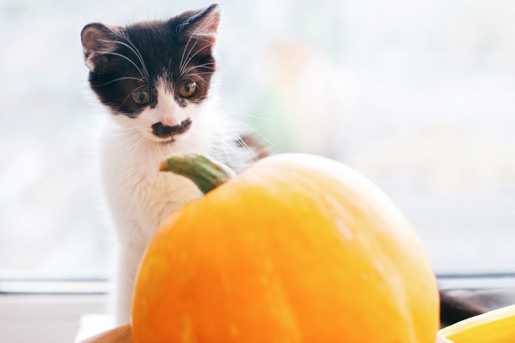 Kitty looking at pumpkin and playing in light and zucchini, apples and pears on wood. Happy Thanksgiving and Halloween. Harvest and hello autumn concept. Space for text