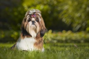 Shih Tzu personality and care, Shih Tzu, Lap Dog, Toy Dog, Kurt Pas Photography, Hondenfotograaf.be