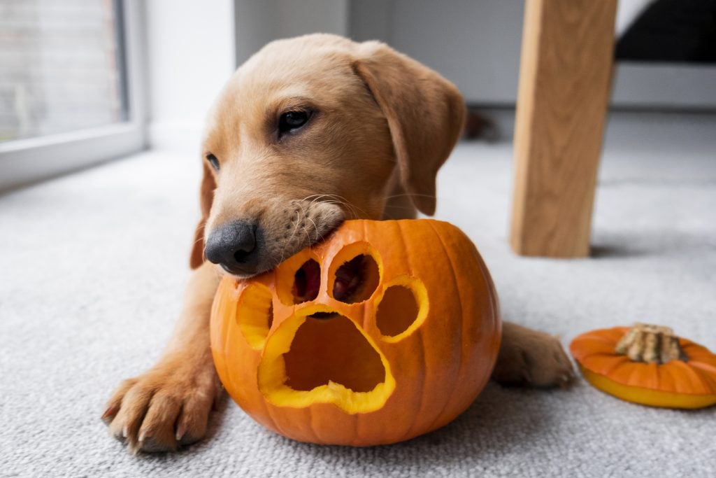A red fox Labrador Retriever puppy in his home with a Halloween pumpkin lantern with a paw print carved out of it.